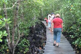 Mangrove boardwalk Jozani